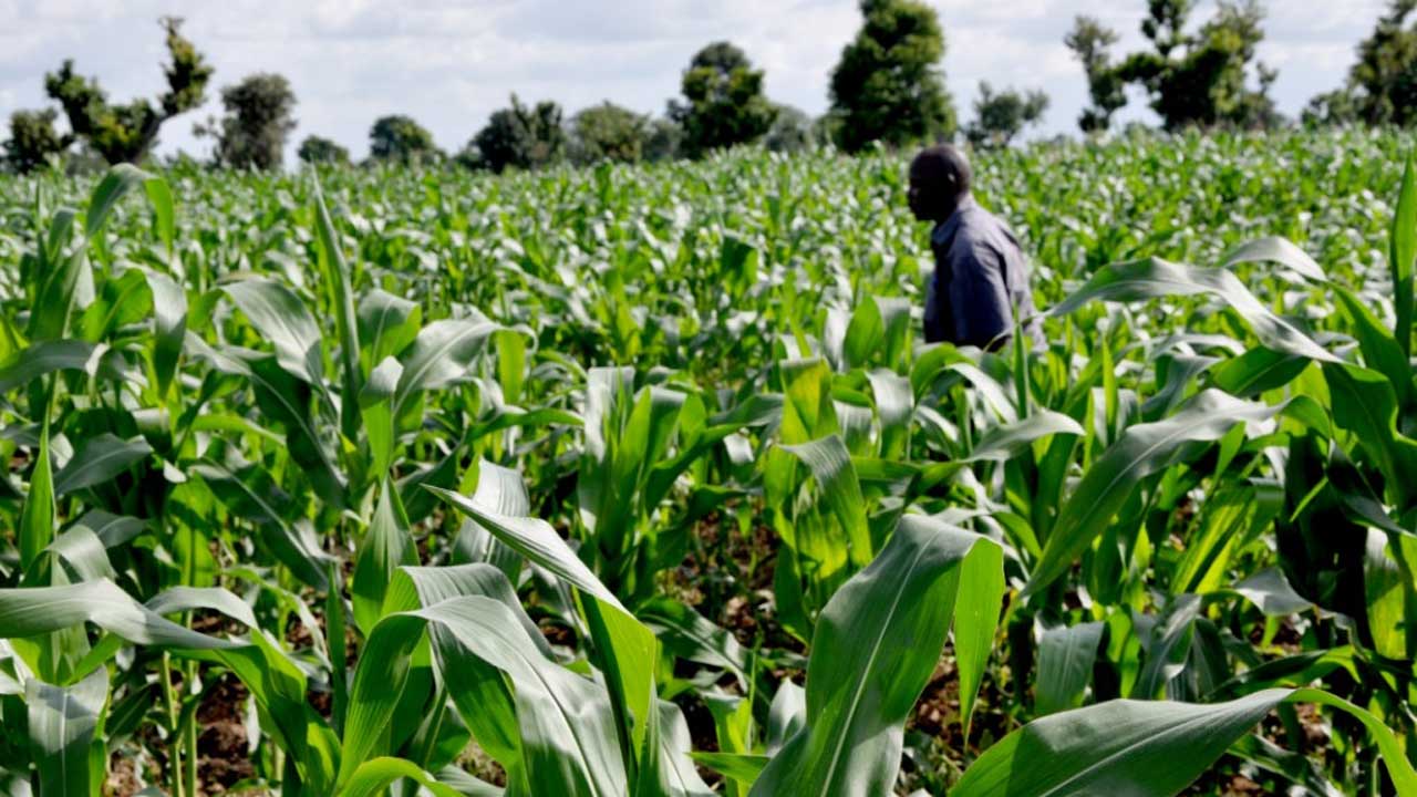 Corn-farm