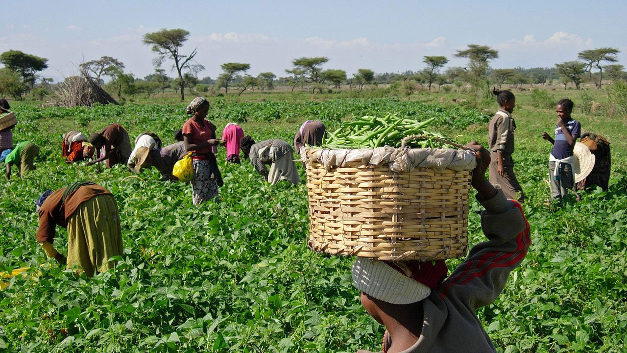 Farmers-2