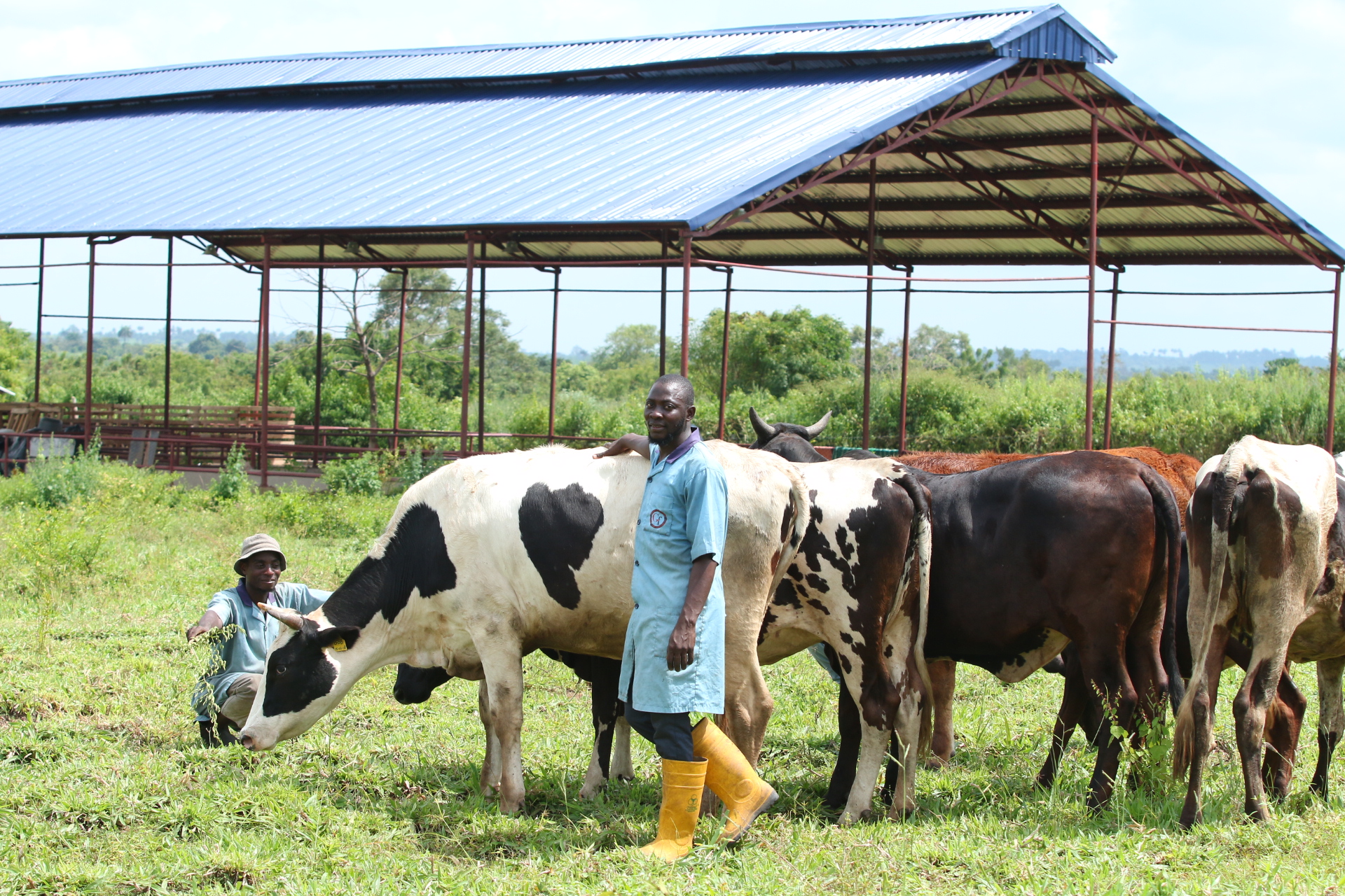 Genius-Farm-Iseyin-Small-holder-farmer