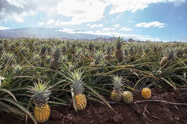 pineapple2