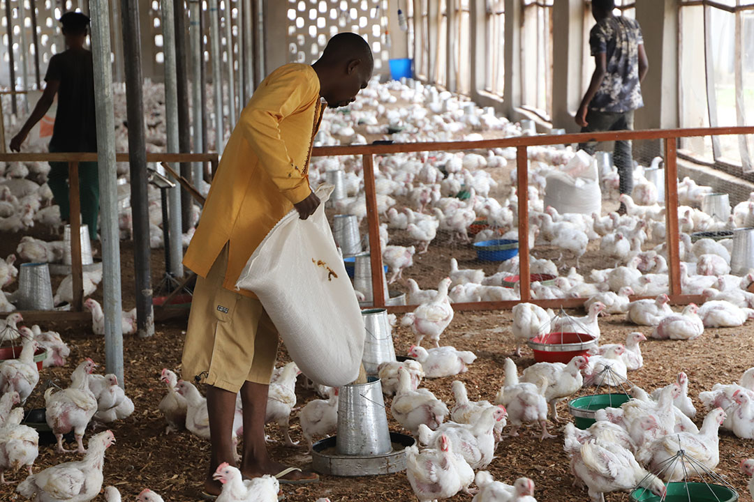 poultry